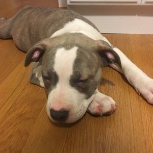 Meet your Posher, Benjamin